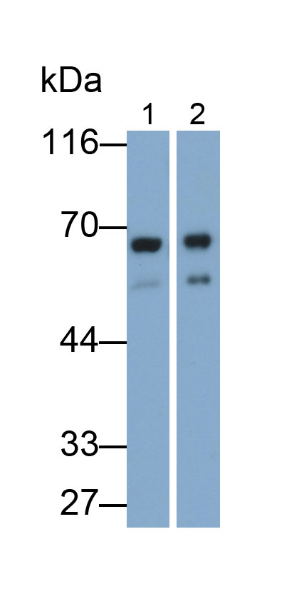 Polyclonal Antibody to Suprabasin (SBSN)