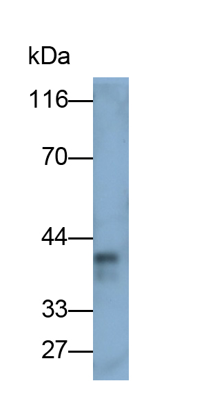 Polyclonal Antibody to Pregnancy Specific Beta-1-Glycoprotein 2 (PSG2)