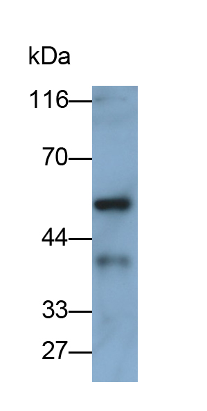 Polyclonal Antibody to Pregnancy Specific Beta-1-Glycoprotein 2 (PSG2)