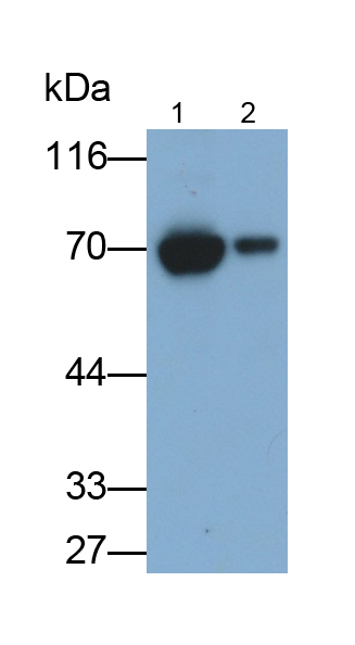 Polyclonal Antibody to Plastin 3 (PLS3)