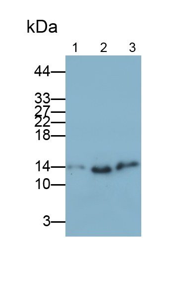 Polyclonal Antibody to Phosphohistidine Phosphatase 1 (PHPT1)