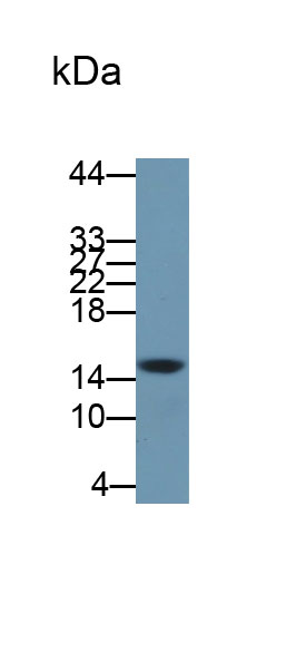 Polyclonal Antibody to Neuritin 1 (NRN1)