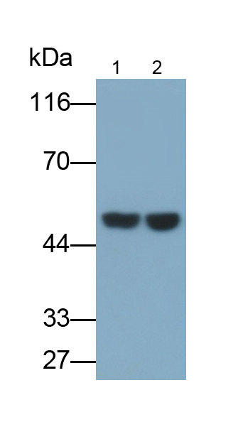 Polyclonal Antibody to Nephronectin (NPNT)