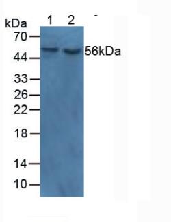 Polyclonal Antibody to Myocilin (MYOC)