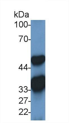 Polyclonal Antibody to Malate Dehydrogenase 2 (MDH2)