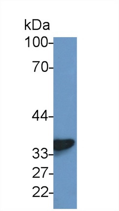 Polyclonal Antibody to Malate Dehydrogenase 2 (MDH2)