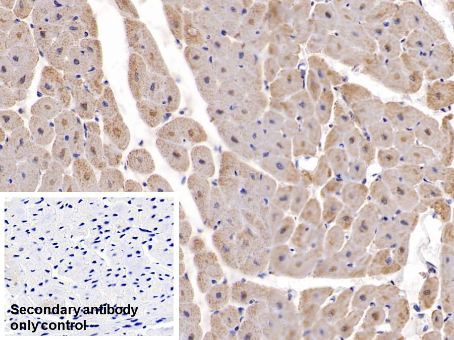 Polyclonal Antibody to Malate Dehydrogenase 2 (MDH2)