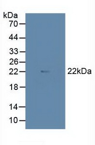 Polyclonal Antibody to MYC Associated Factor X (MAX)