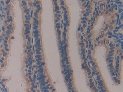 Polyclonal Antibody to Klotho (KL)