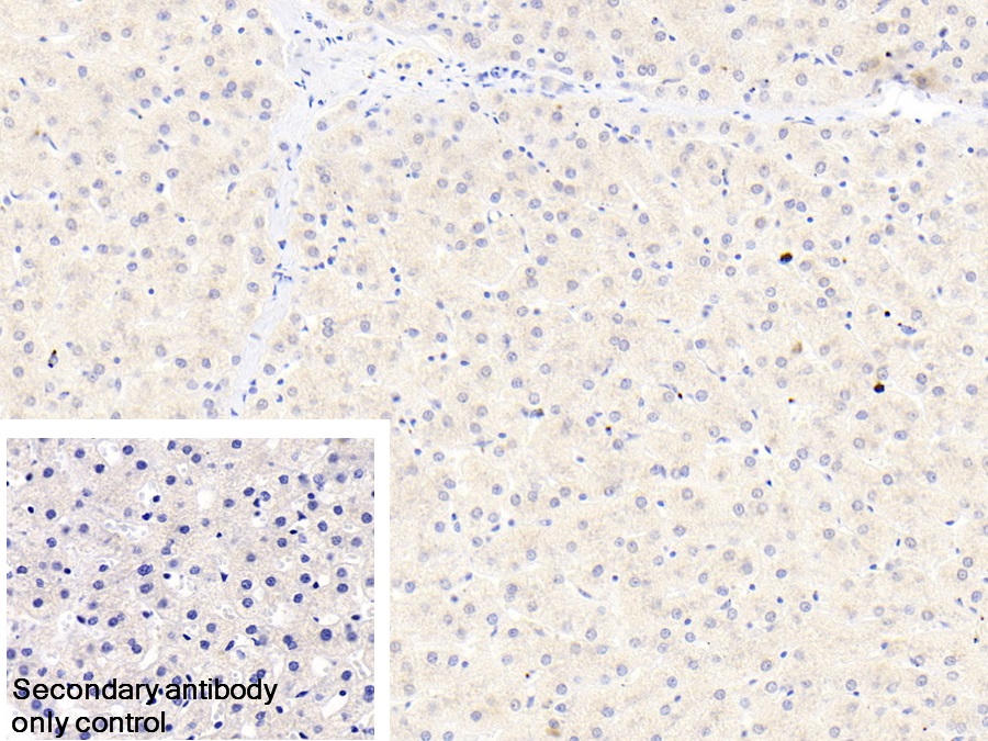 Polyclonal Antibody to Inter Alpha-Globulin Inhibitor H4 (ITIH4)