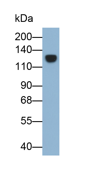 Polyclonal Antibody to Inter Alpha-Globulin Inhibitor H4 (ITIH4)