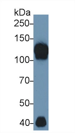 Polyclonal Antibody to Inter Alpha-Globulin Inhibitor H4 (ITIH4)