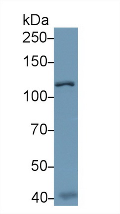 Polyclonal Antibody to Inter Alpha-Globulin Inhibitor H4 (ITIH4)