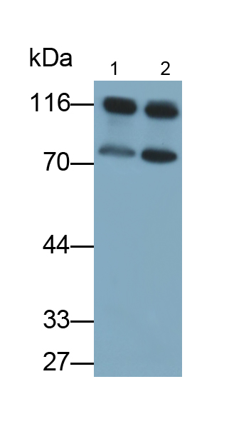 Polyclonal Antibody to Inter Alpha-Globulin Inhibitor H1 (ITIH1)