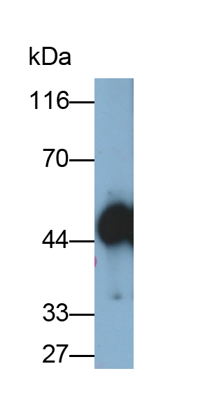 Polyclonal Antibody to Isocitrate Dehydrogenase 1, Soluble (IDH1)