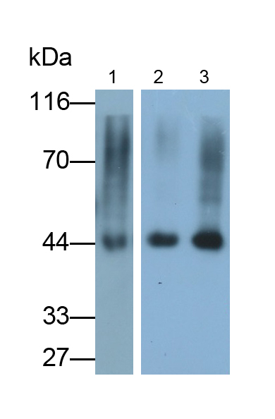 Polyclonal Antibody to Isocitrate Dehydrogenase 1, Soluble (IDH1)
