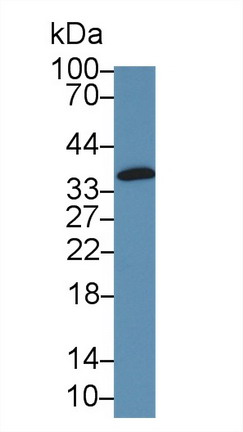 Polyclonal Antibody to GRB2 Related Adaptor Protein 2 (GRAP2)