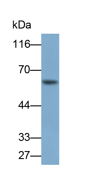 Polyclonal Antibody to Glutaminase (GLS)