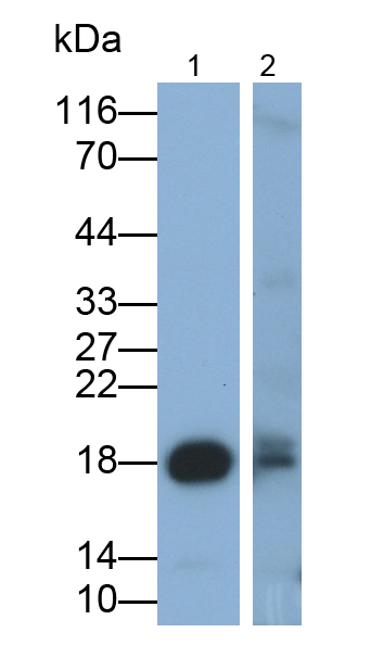 Polyclonal Antibody to Gastrokine 2 (GKN2)