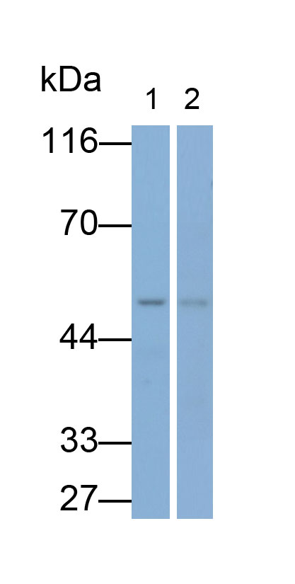 Polyclonal Antibody to Galactose-3-O-Sulfotransferase 1 (GAL3ST1)
