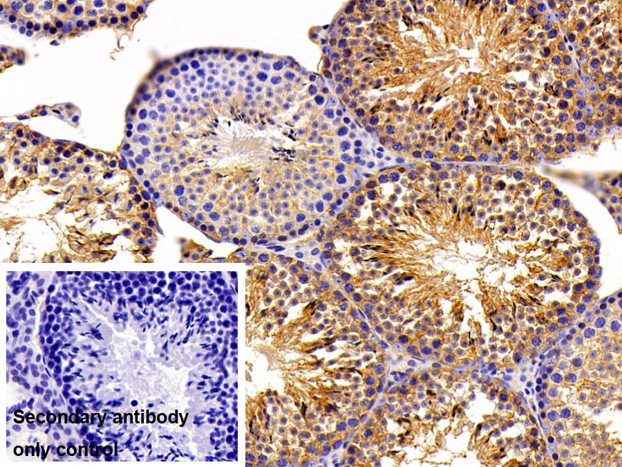 Polyclonal Antibody to Galactose-3-O-Sulfotransferase 1 (GAL3ST1)