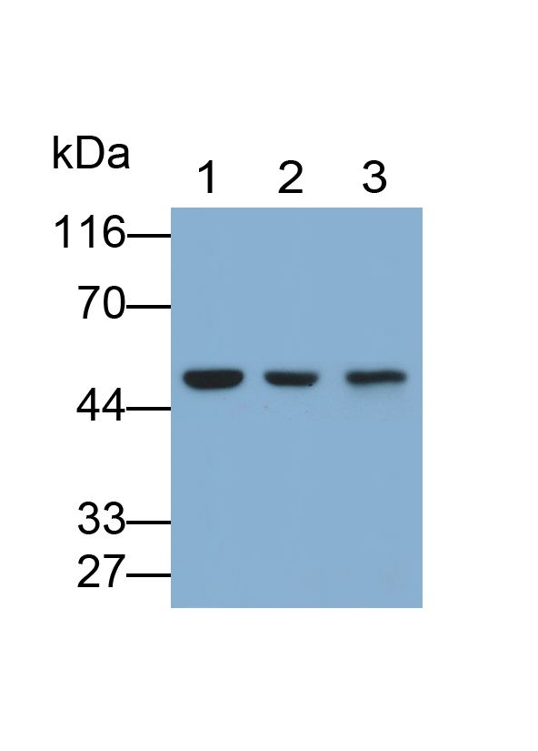 Polyclonal Antibody to Galactose-3-O-Sulfotransferase 1 (GAL3ST1)