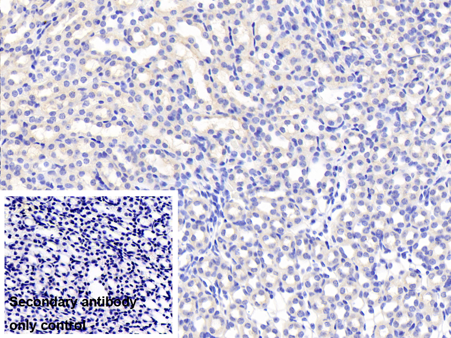 Polyclonal Antibody to Follistatin Like Protein 3 (FSTL3)