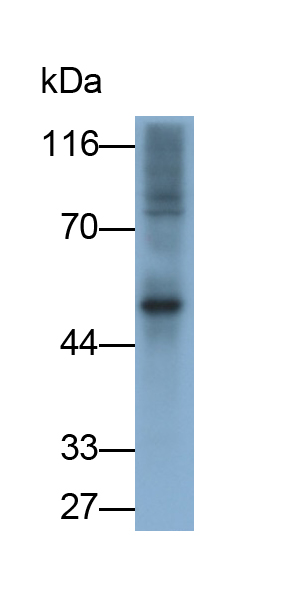 Polyclonal Antibody to Follistatin Like Protein 1 (FSTL1)