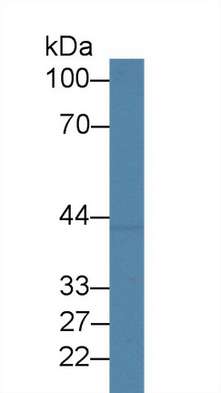 Polyclonal Antibody to Dihydroorotate Dehydrogenase (DHODH)