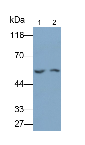 Polyclonal Antibody to Lecithin Cholesterol Acyltransferase (LCAT)