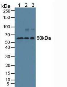 Polyclonal Antibody to Beclin 1 (BECN1)