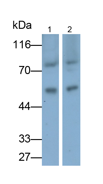 Polyclonal Antibody to Beclin 1 (BECN1)