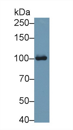 Polyclonal Antibody to Aconitase 1 (ACO1)