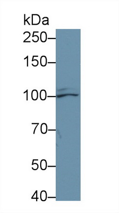 Polyclonal Antibody to Aconitase 1 (ACO1)