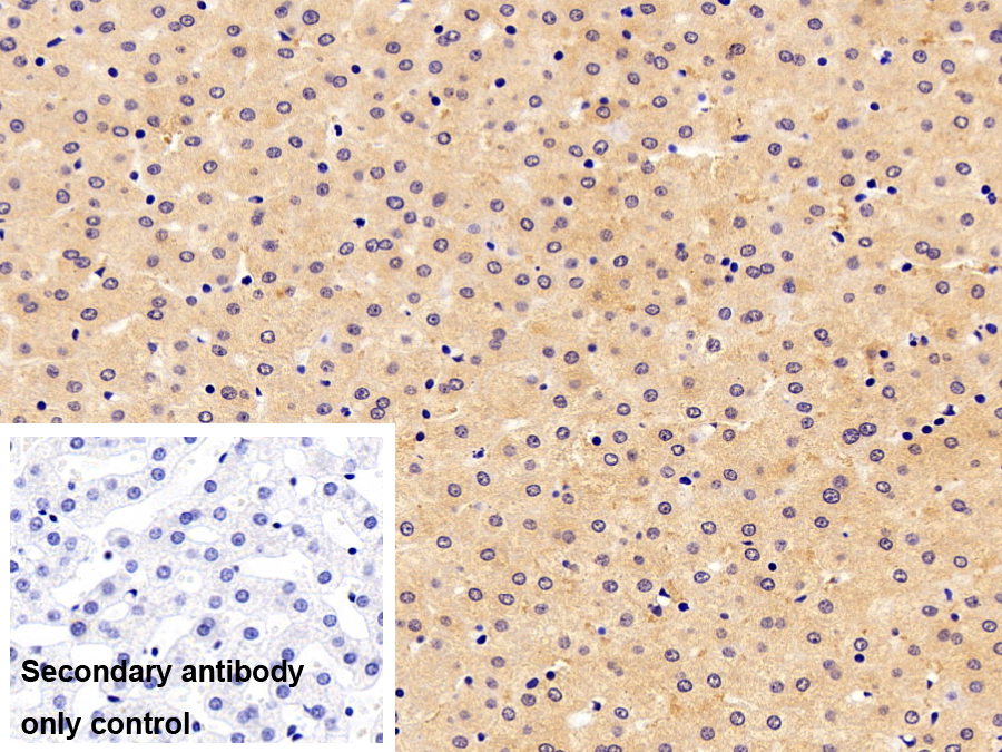 Polyclonal Antibody to A Disintegrin And Metalloprotease 15 (ADAM15)