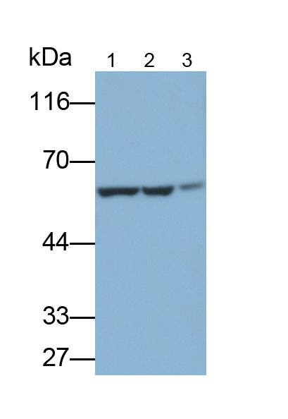 Polyclonal Antibody to Non POU Domain Containing Octamer Binding Protein (NONO)