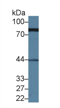 Polyclonal Antibody to Meiotic Recombination 11 Homolog A (MRE11A)