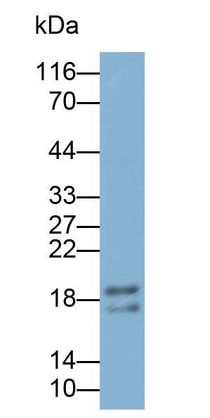 Polyclonal Antibody to L-Threonine Dehydrogenase (TDH)