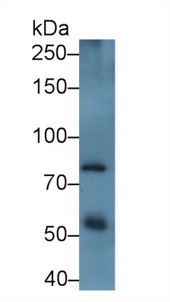 Polyclonal Antibody to A Disintegrin And Metalloprotease 12 (ADAM12)