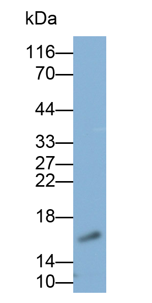 Polyclonal Antibody to Non Metastatic Cells 3, Protein NM23A Expressed In (NME3)