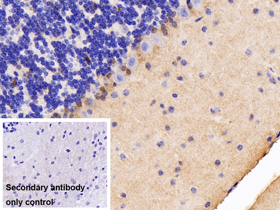 Polyclonal Antibody to Eomesodermin (EOMES)
