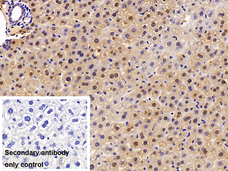 Polyclonal Antibody to Angiogenin 4 (ANG4)