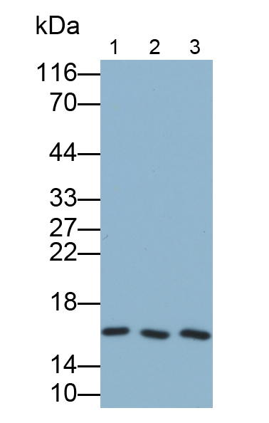 Polyclonal Antibody to Angiogenin 4 (ANG4)