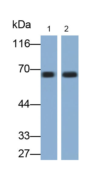 Polyclonal Antibody to T-Kininogen 1 (KNT1)