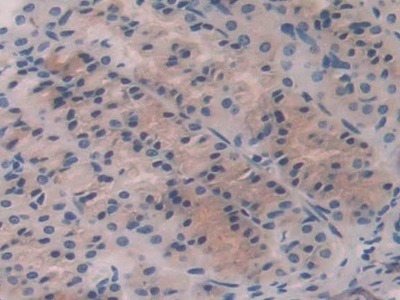 Polyclonal Antibody to Fibroblast Growth Factor 15 (FGF15)