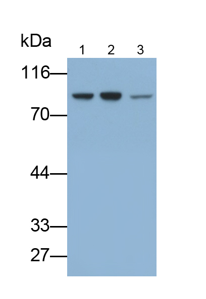 Polyclonal Antibody to Autophagy Related Protein 7 (ATG7)