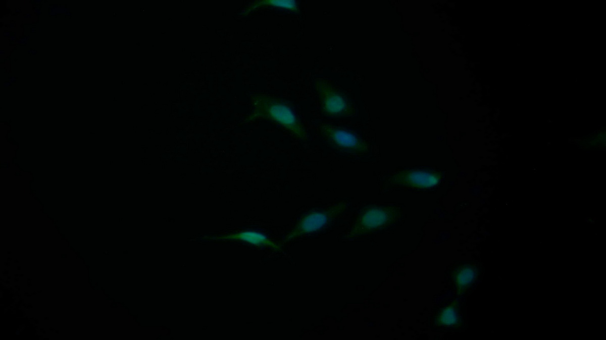 Polyclonal Antibody to B-Cell CLL/Lymphoma 2 Like Protein 2 (Bcl2L2)
