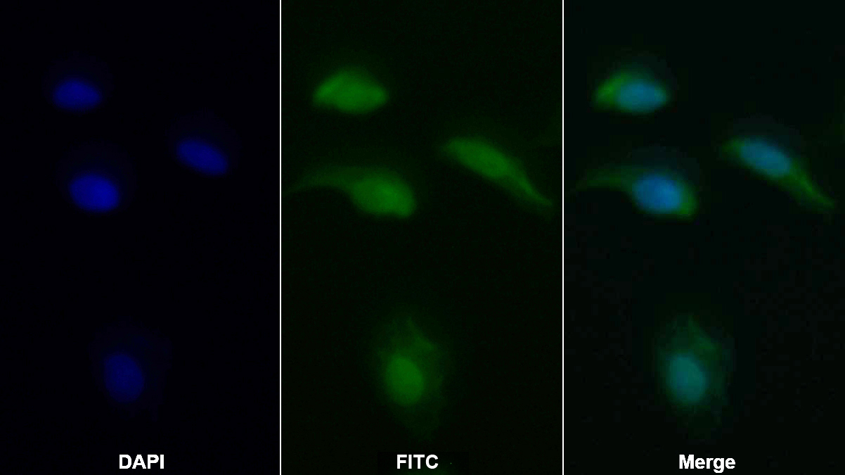 Polyclonal Antibody to B-Cell CLL/Lymphoma 2 Like Protein 2 (Bcl2L2)