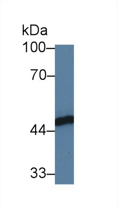 Polyclonal Antibody to FK506 Binding Protein Like Protein (FKBPL)