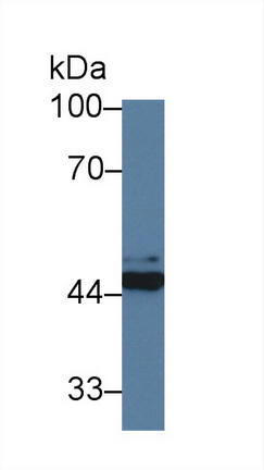 Polyclonal Antibody to FK506 Binding Protein Like Protein (FKBPL)